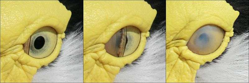 This shows the Masked Lapwing's nictitating membrane.