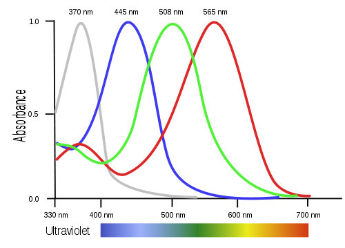 This diagram shows the extra spectrum of vision that birds have and humans don't.