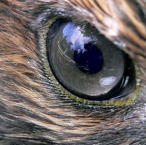 A hawk's eye.