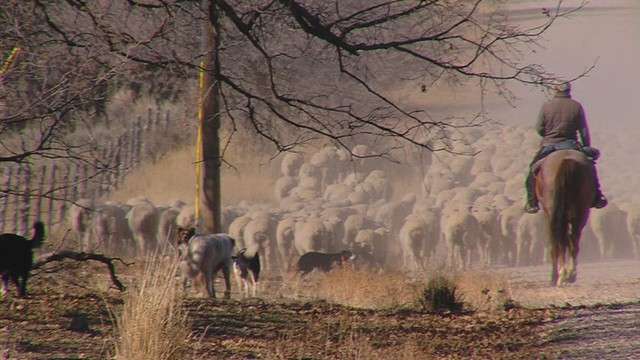 The sheep industry is facing what some consider a crisis, threatening the survival of some ranching operations. It's a combination of extreme volatility in prices, coupled with the effects of drought.