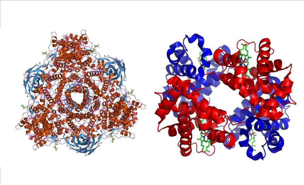 Left: Hemocyanin, which horseshoe crabs use to transport oxygen. Right: Hemoglobin, which is what you and I use to transport oxygen.