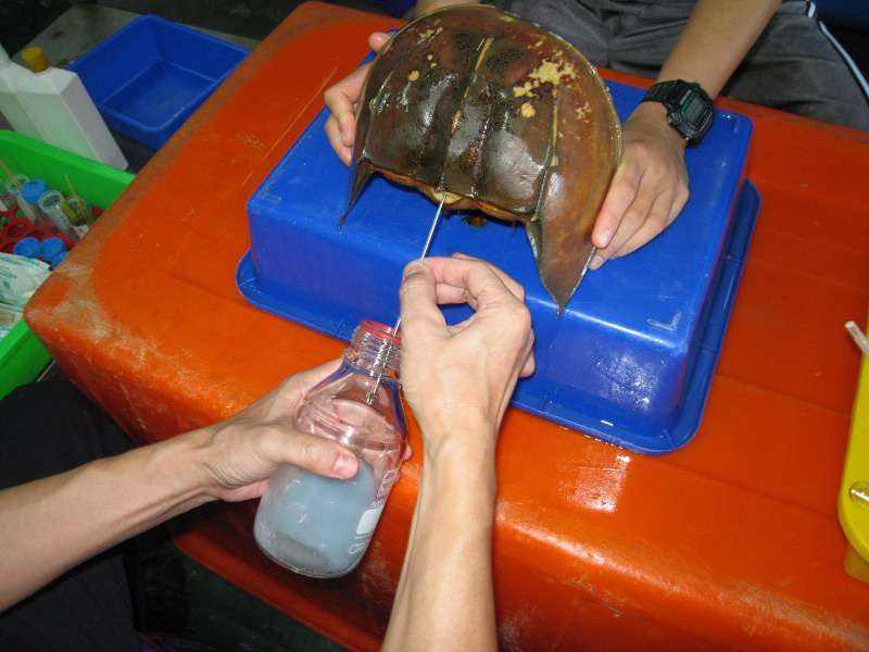 Blood is removed from the pericardium of a horseshoe crab. this will later be processed into limulus amebocyte lysate for use in testing medical products for endotoxins.