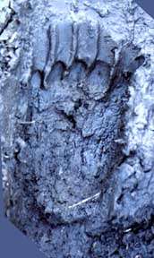 A cast of a possible Sasquatch footprint.