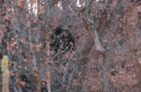 Bigfoot in Utah County? National experts weigh in on viral video