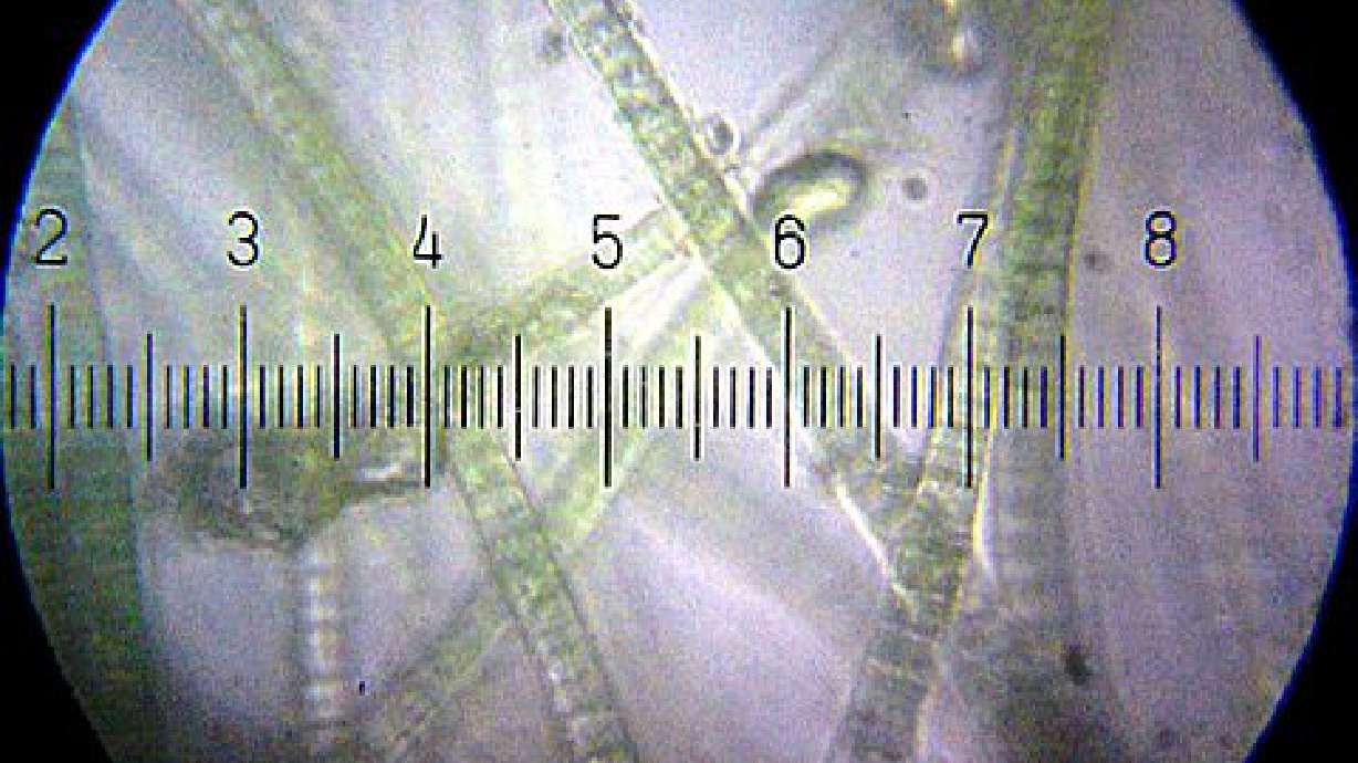 Discovery in living fossil hints at earliest origins of life