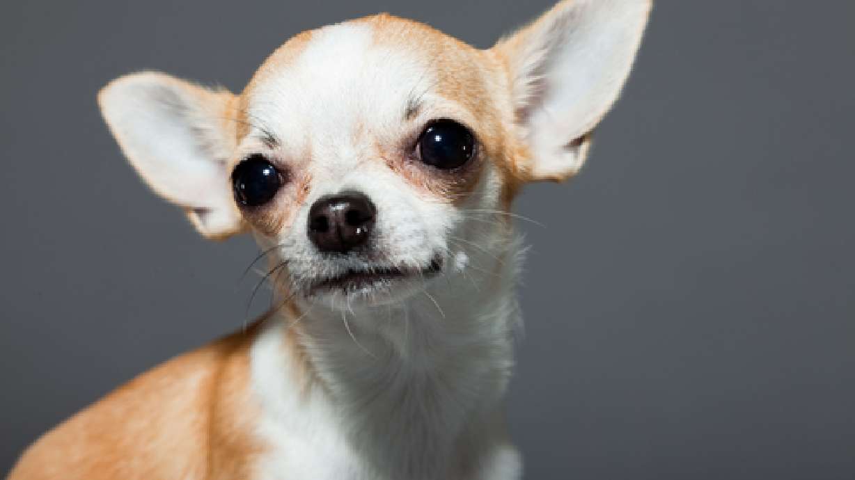 Dogs are people too, researcher says