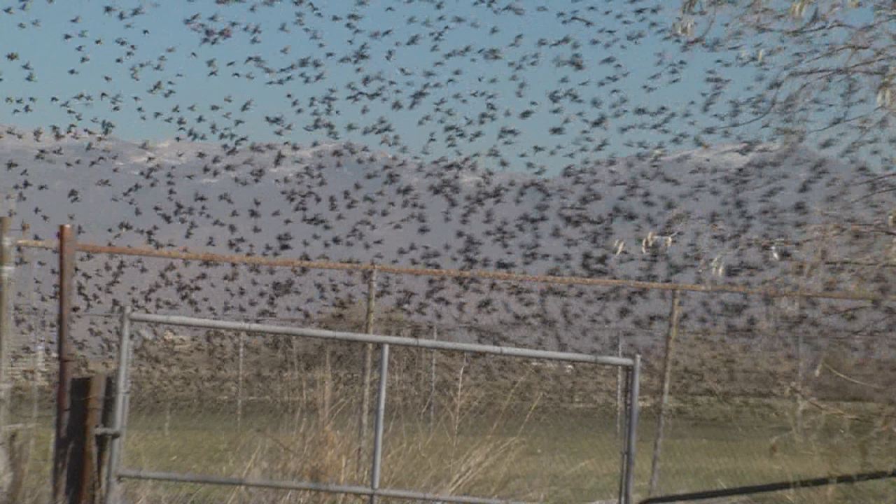 Thousands of birds create spectacle along Jordan River