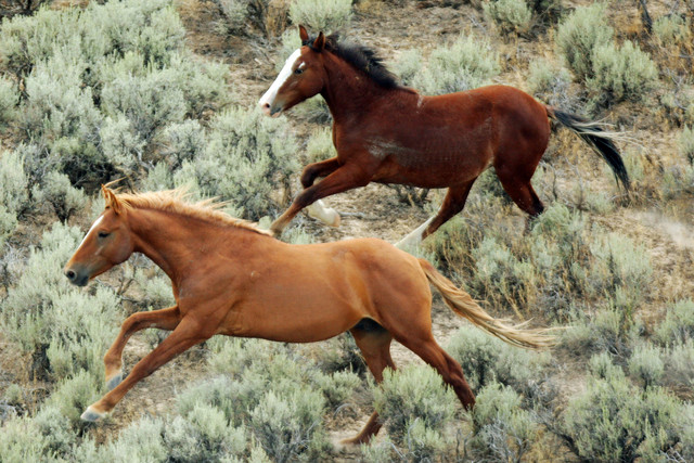 Wild horse slaughter case coming to a close