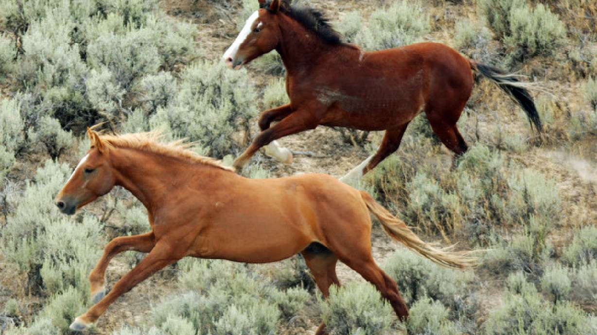 Wild horse shot, killed near Delta; group offers reward