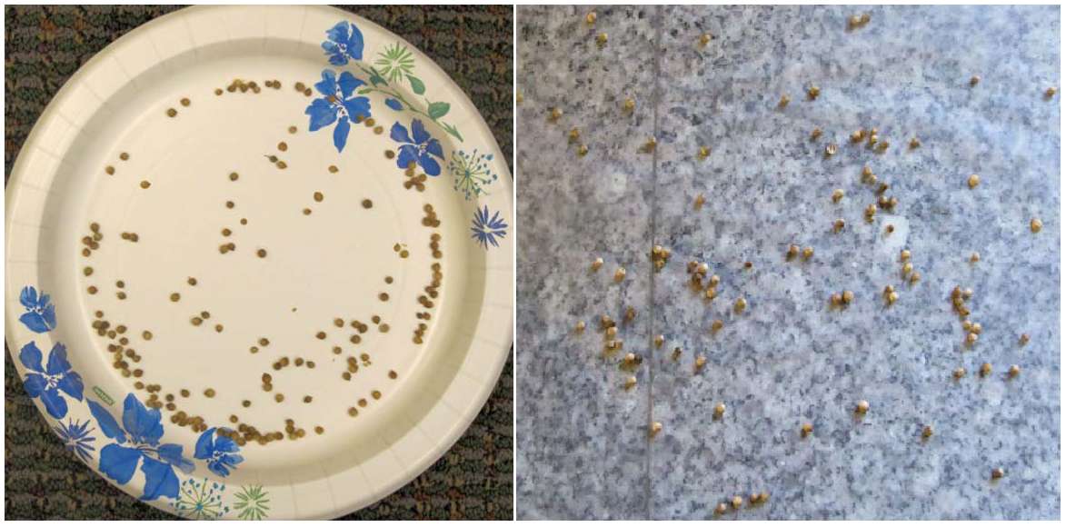 Place freshly removed seed on a surface such as wax paper or a wax coated paper plate to make removal easier when
seeds are dry. Seeds placed on surfaces such as paper towels are difficult to remove and may be damaged.