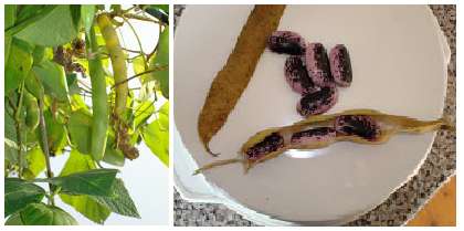 Leave pods on the plant until relatively dry. When pods are harvested from the plant, carefully remove and continue drying in a well-ventilated area in a manner that seeds can still be collected if pods shatter. Once pods are completely
dry, remove and store in airtight, pest resistant containers.