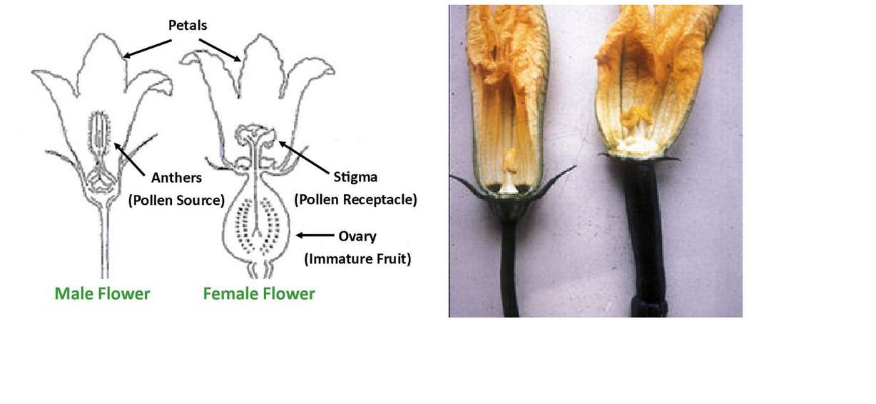 Typical cucurbit flowers.