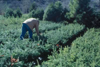 Christmas Tree Selection and Care