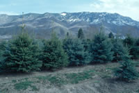 Christmas Tree Selection and Care