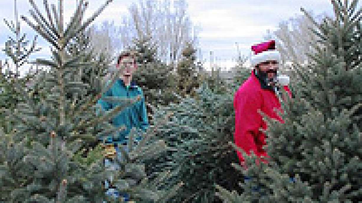 Utah-Grown Christmas Trees