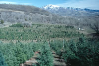 Utah-Grown Christmas Trees