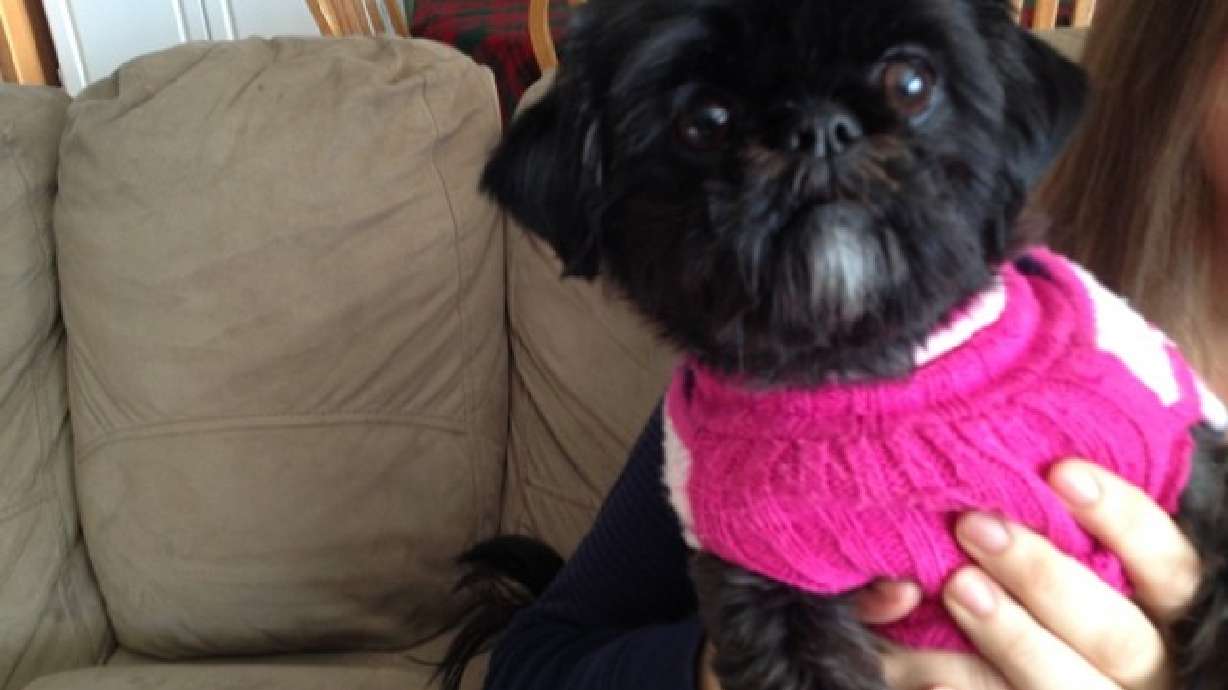 Barking Shih Tzu wakes owner to fire; hailed as hero