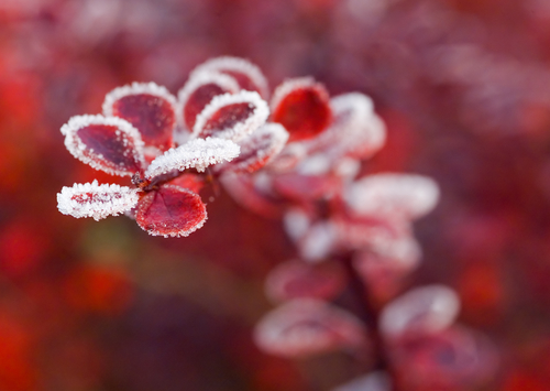 Seasonal Splendor (Planting for Color)