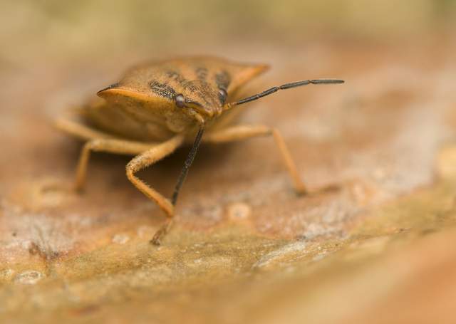 Occurrences, but no infestation, of bedbugs at some libraries