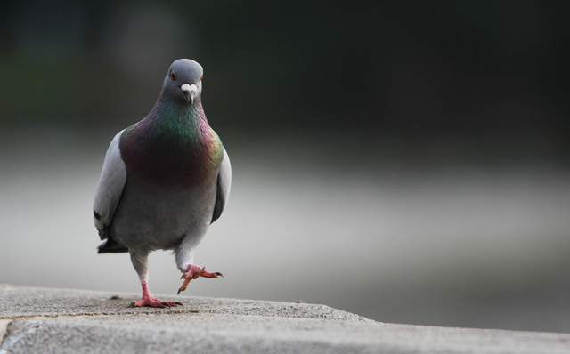 Secret code from D-Day pigeon cracked