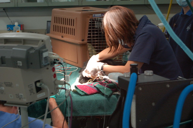 Hogle Zoo monkey infection free, thanks to university doctors