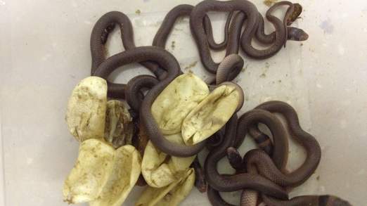 Toddler hatches deadly snakes in closet