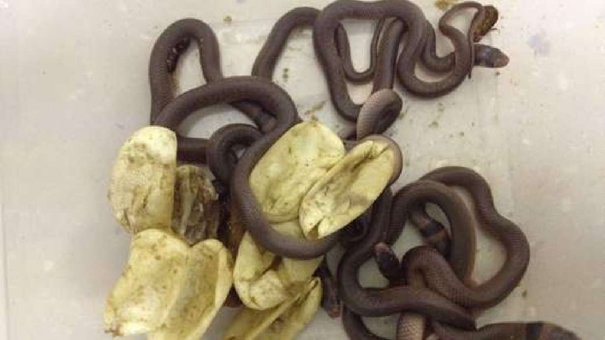 Toddler hatches deadly snakes in closet