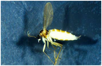 Fungus Gnats
