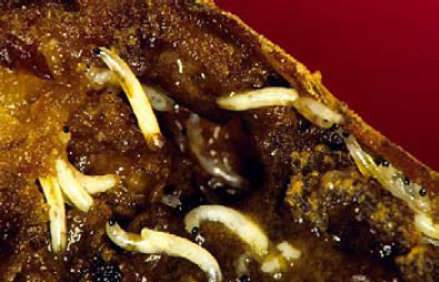 USU Extension Service, www.utahpests.usu.edu