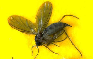 USU Extension Service, www.utahpests.usu.edu