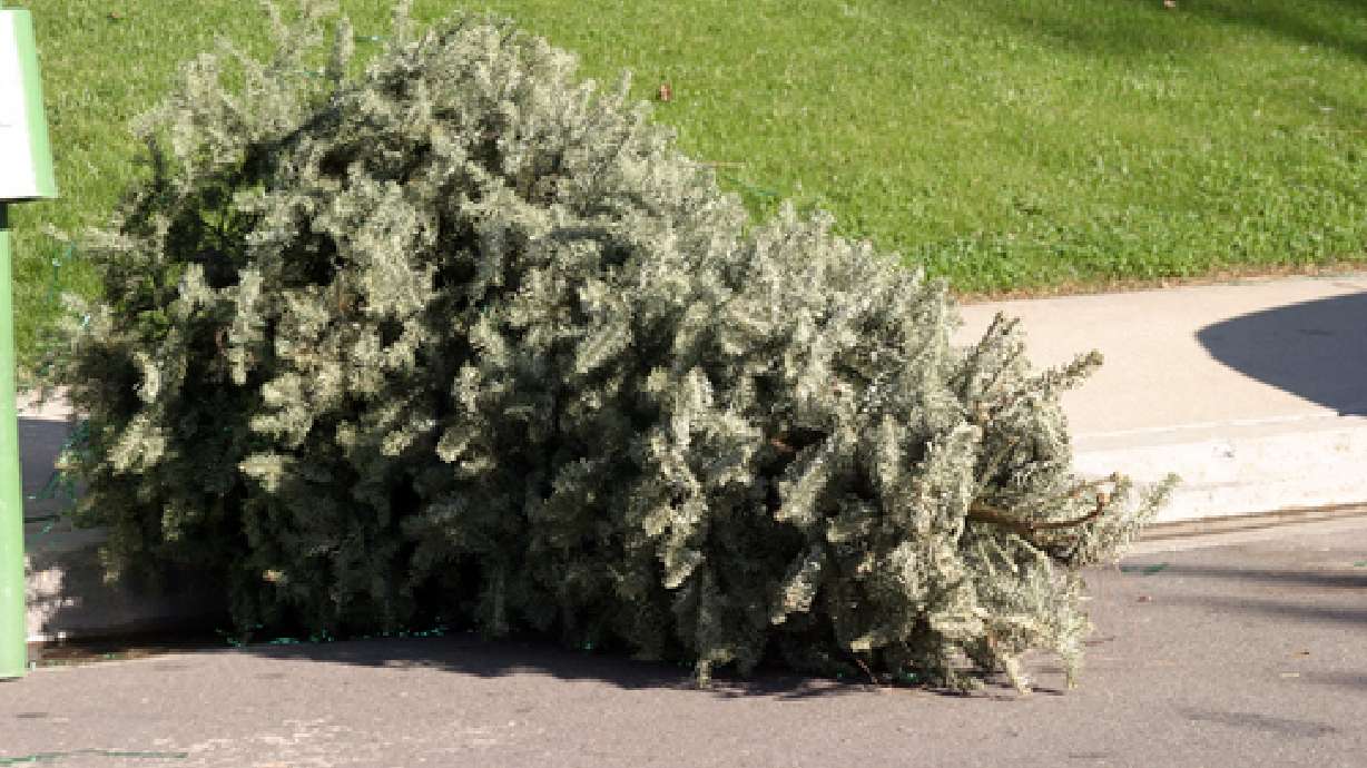 Getting rid of your Christmas Tree