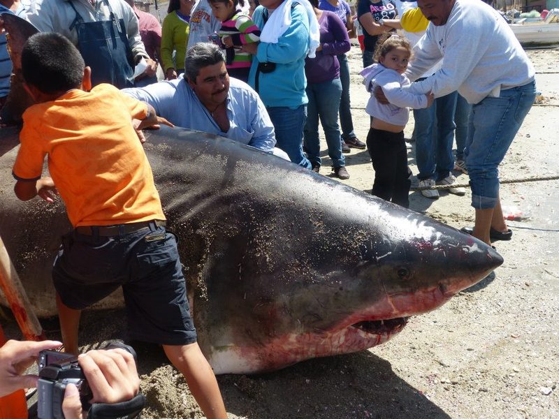 A 2,000 pound, 20-foot long shark found in Mexico.