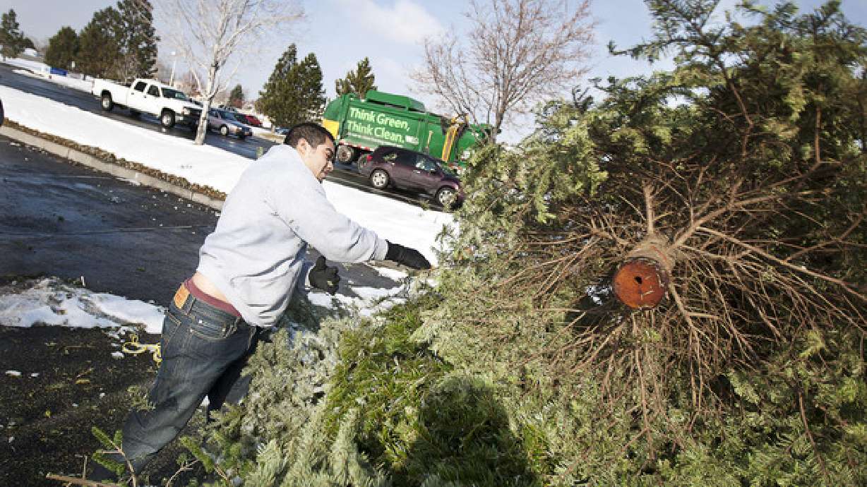 Cities offer curb-side pick up for old Christmas trees