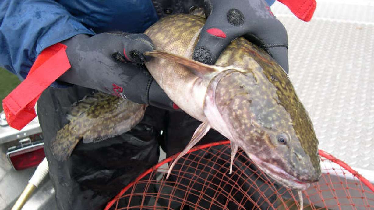 Up to $10k for anglers who catch unwanted fish in Flaming Gorge