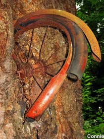 Bicycle swallowed by tree in Washington state