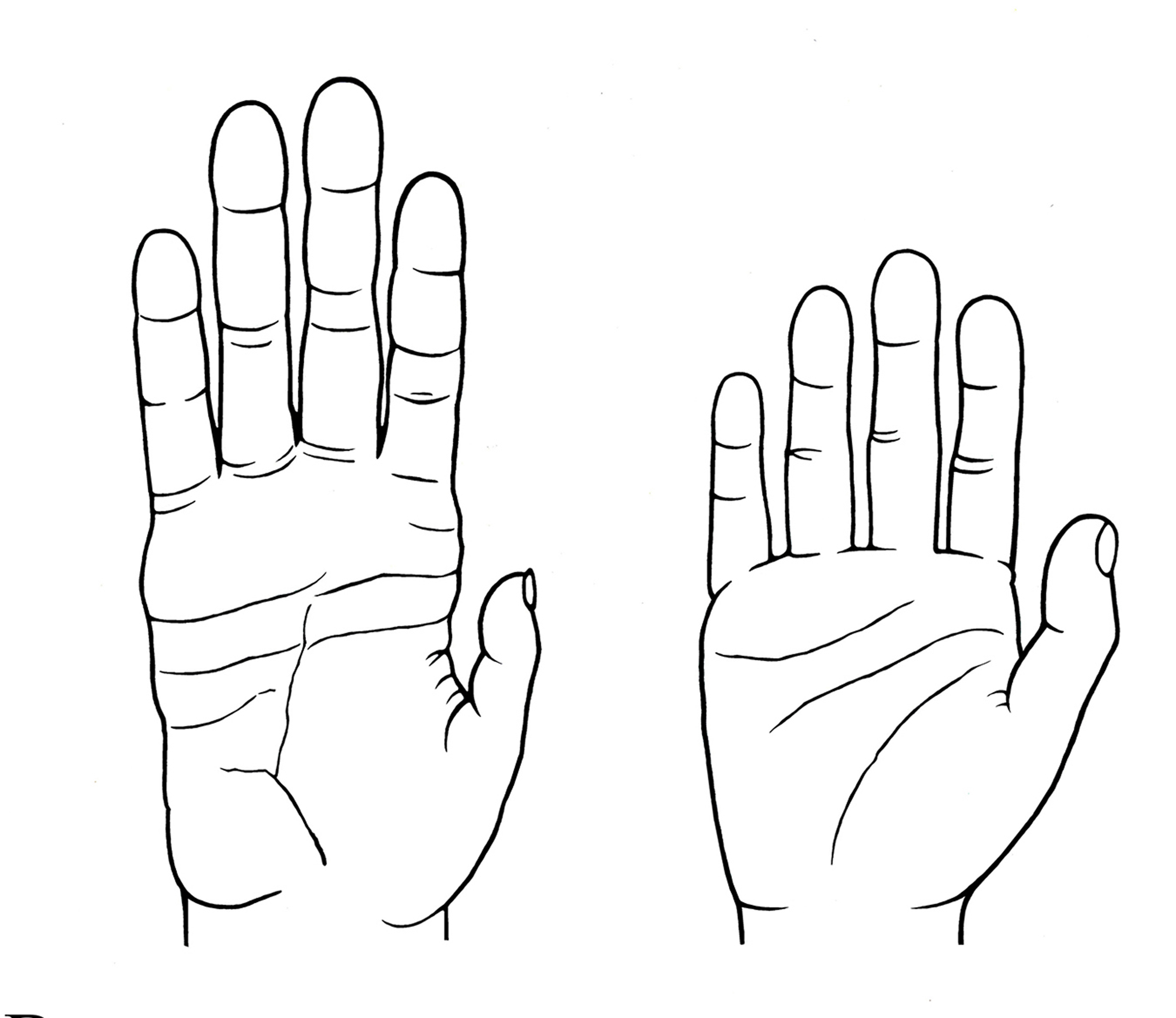 Comparison between a long chimpanzee hand and a shorter human hand.