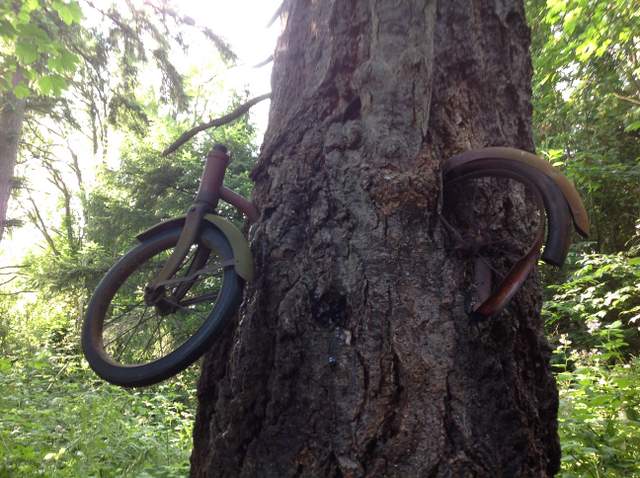 Bicycle swallowed by tree in Washington state