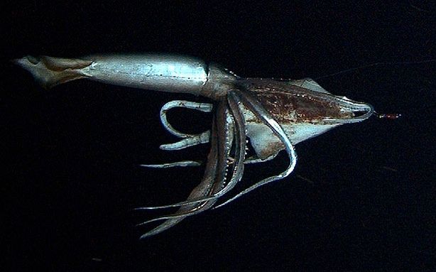 Elusive giant squid captured on film for first time | KSL.com