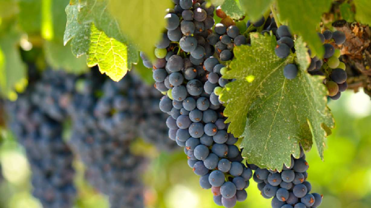 Training and Pruning Grapes