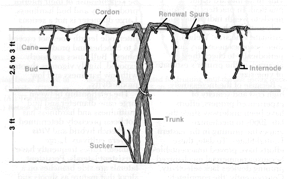 Training and Pruning Grapes