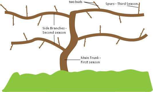 Training and Pruning Grapes