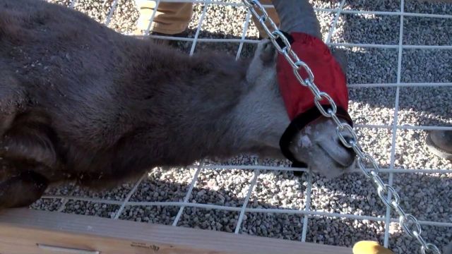 Bighorn sheep transported to new home via helicopter