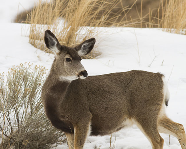 5 deer poached in the last 6 weeks; $8K reward offered