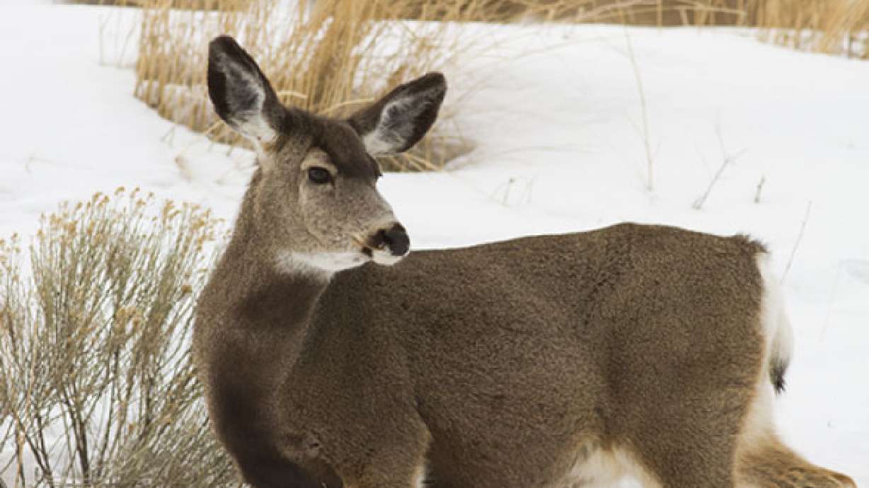 DWR working to help deer cope with cold temperatures