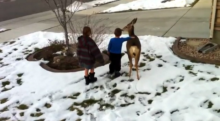 'Pet the deer' video prompts concerned response from DWR officials