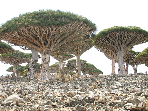 Though it resembles something that might be found in the Hobbits' shire, the dragon's blood tree of Socotra grows straight out of the rocks below.