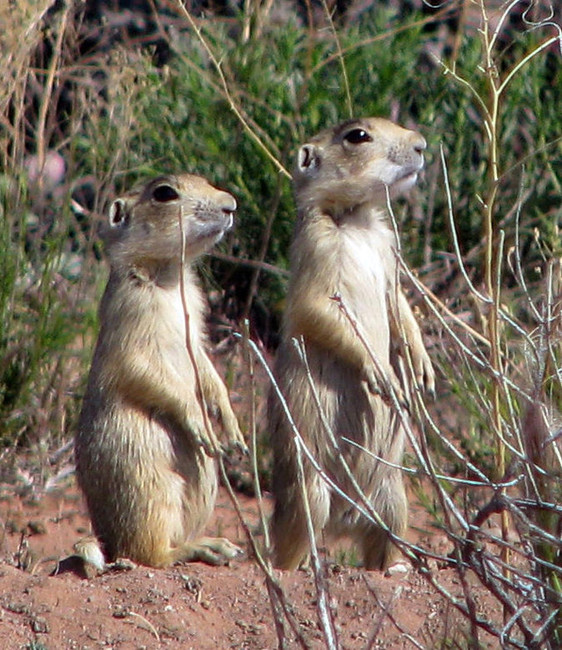 Habitat will help preserve rural airports, Utah prairie dog