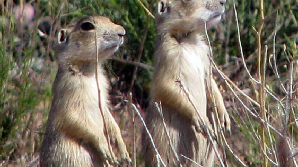 Habitat will help preserve rural airports, Utah prairie dog