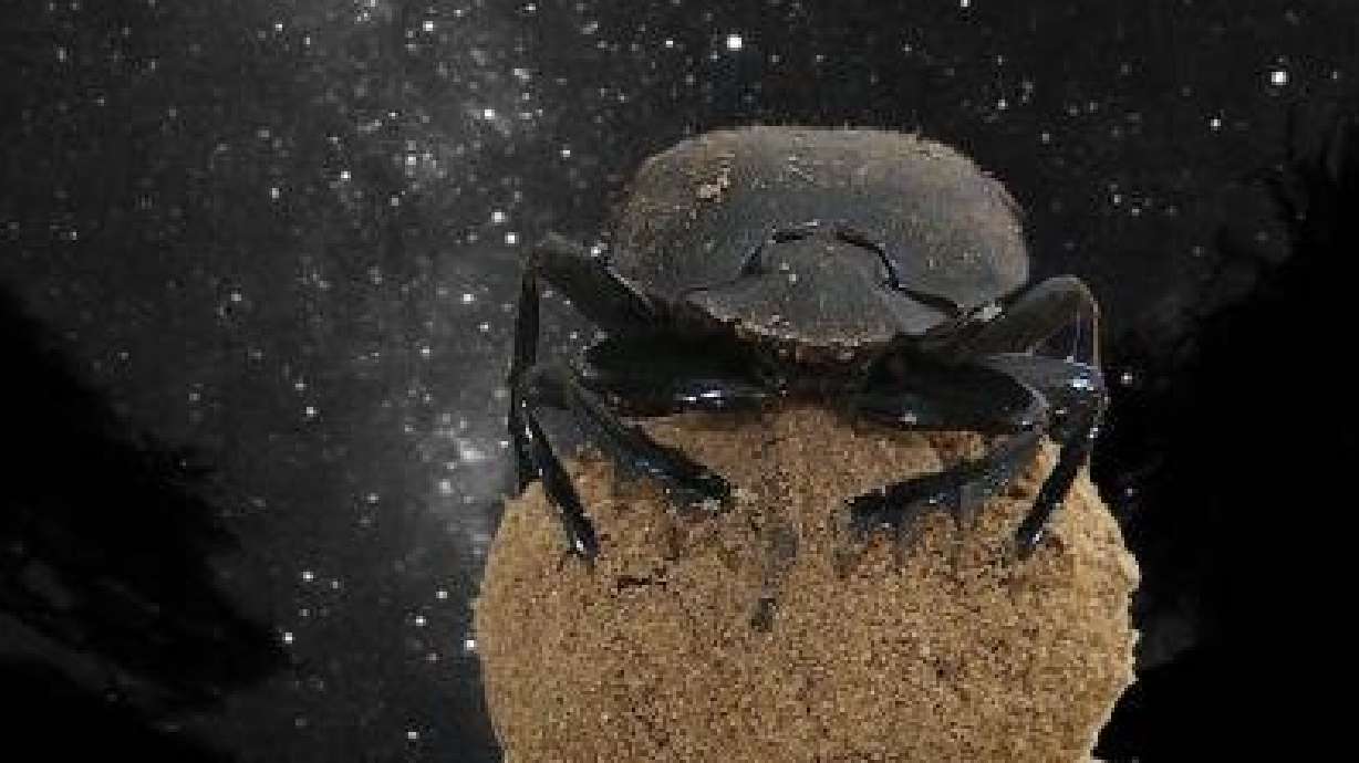 Dung beetles can use the Milky Way to navigate