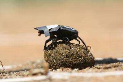 Researchers taped special caps on to the dung beetles to block out light as part of their experiments.